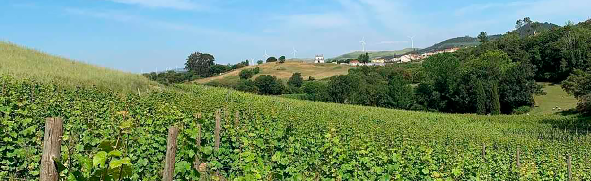 António Maçanita & Lisbon Wines